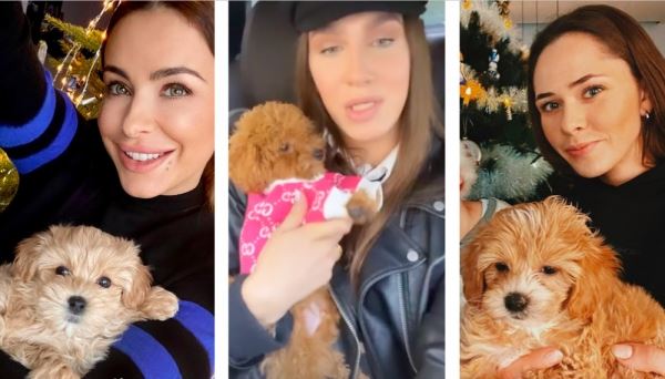 Новая звездная мода: кто из знаменитостей завел собаку за 300 000 рублей?